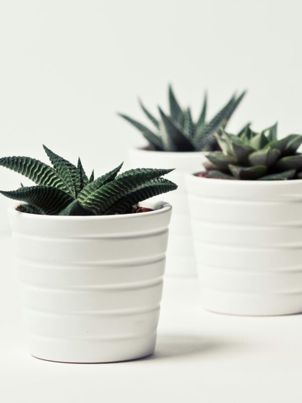 Three potted succulent plants in white pots on a simple white backdrop, perfect for decor inspiration.