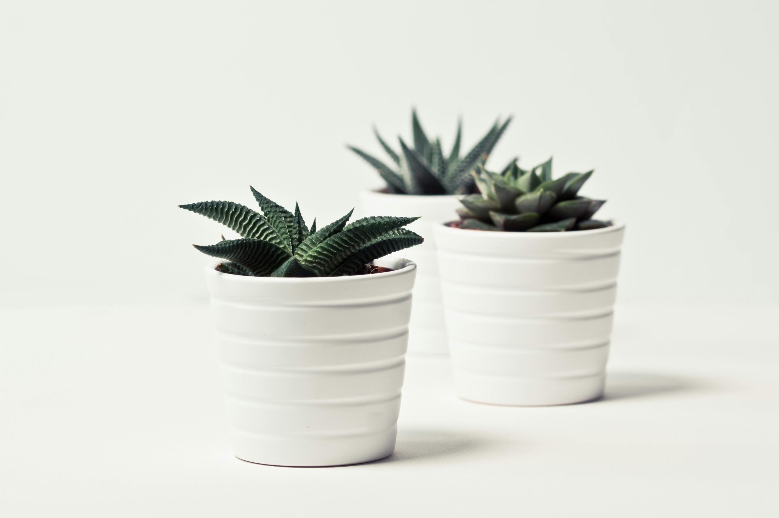 pexels-photo-796620-796620 Three potted succulent plants in white pots on a simple white backdrop, perfect for decor inspiration.